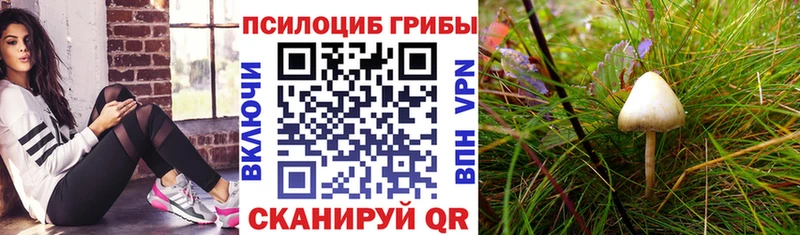 Псилоцибиновые грибы Psilocybe  ОМГ ОМГ как зайти  Каргат  дарнет шоп 